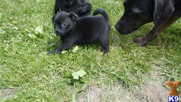 Pug Puppies
